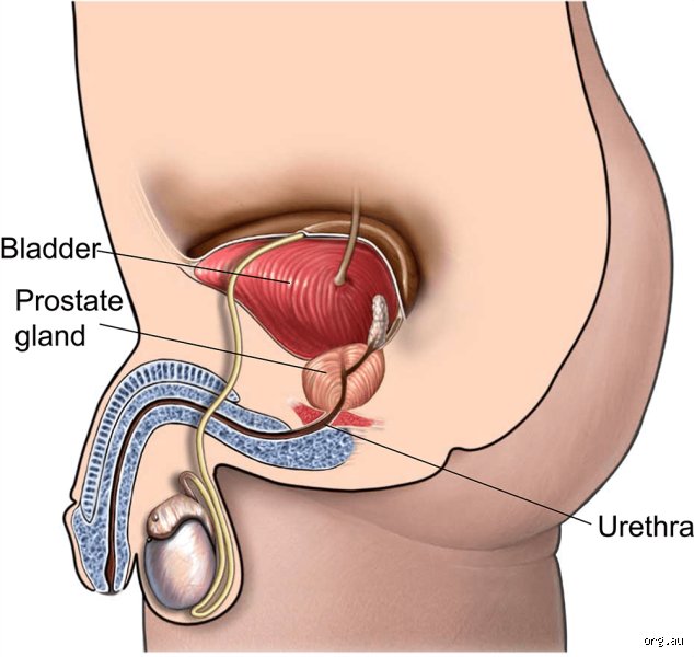 The Reality of the Operating Room Clock: How Long Does Prostate Removal Surgery Usually Take in Modern Urology?