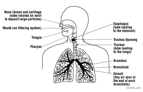 Clearing Out Your Lungs After Inhaling Dust: What Actually Works And What Is Complete Nonsense