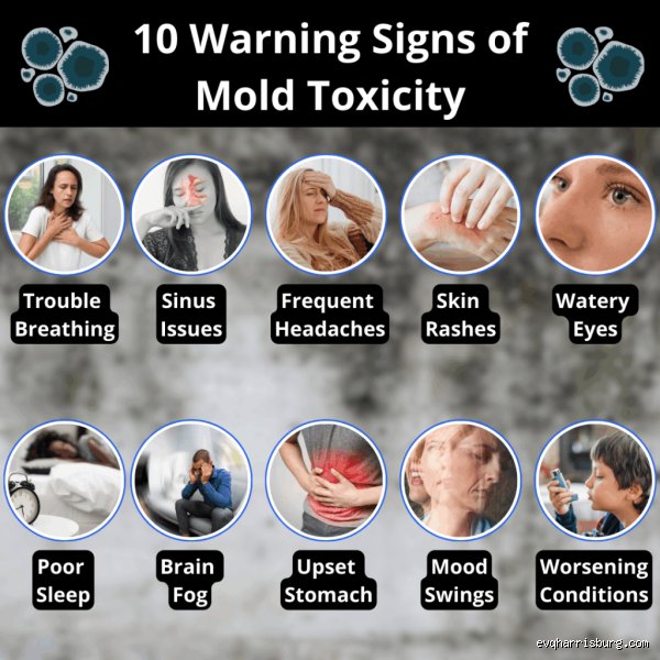 Is Your House Making You Sick? The Real Truth About Hidden Mold Toxicity Symptoms