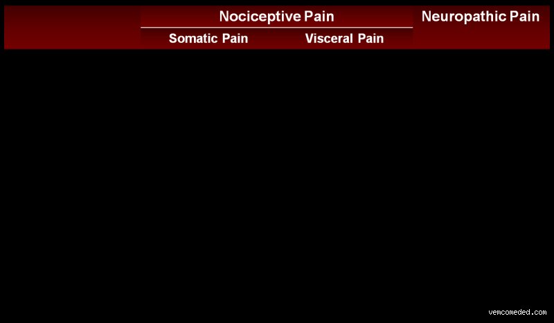 Decoding the Human Alarm System: What Are the 4 Categories of Pain and How Do They Shape Our Daily Survival?