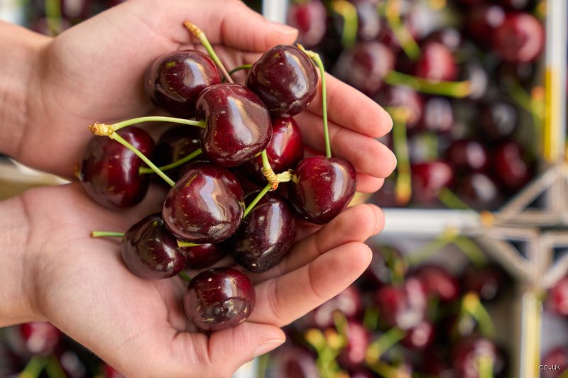 Forget Exotic Superfoods: What Is the One Fruit That May Prevent Dementia?
