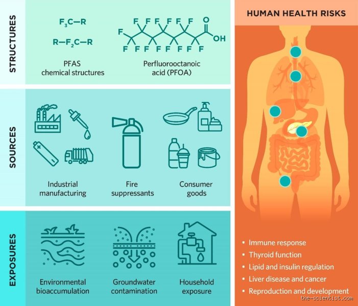 The Human Toll of Forever Chemicals: What Organs Does PFAS Affect When It Enters Our Bodies?