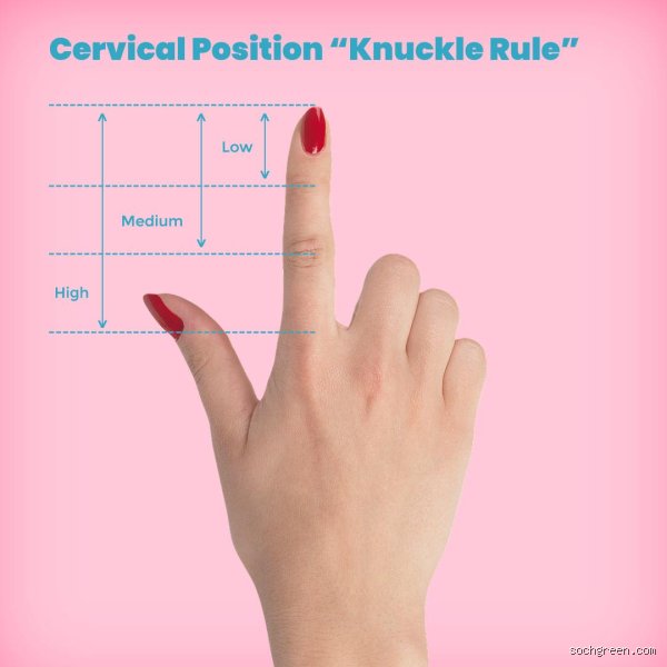 How to Find Cervix with Finger: A Complete Guide to Your Anatomy and Cycle Tracking