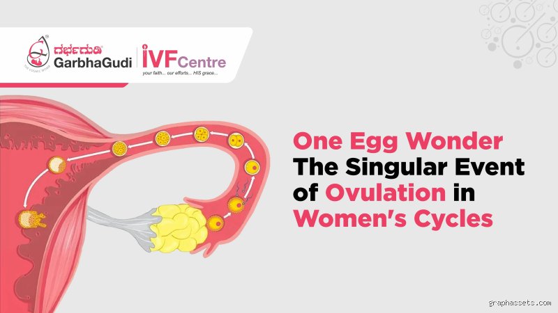 Do you only release one egg during ovulation?