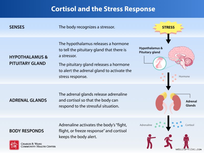 How Do You Flush Cortisol Out of Your Body and Reset Your Nervous System Fast?
