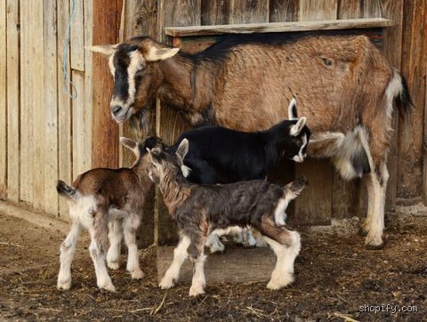 The Biological Truth About At What Age Can a Goat Get Pregnant and Why Early Breeding is a Gamble