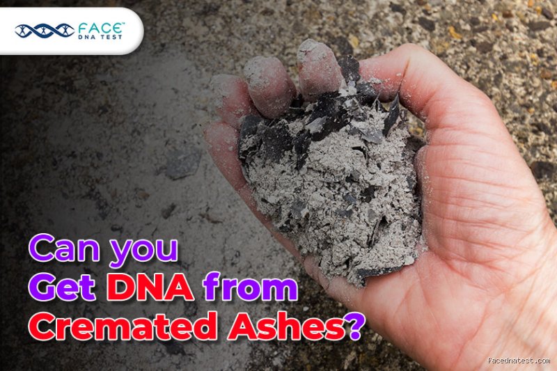 Is Your DNA Still in Your Ashes? The Gritty Science Behind Cremation and Genetic Survival
