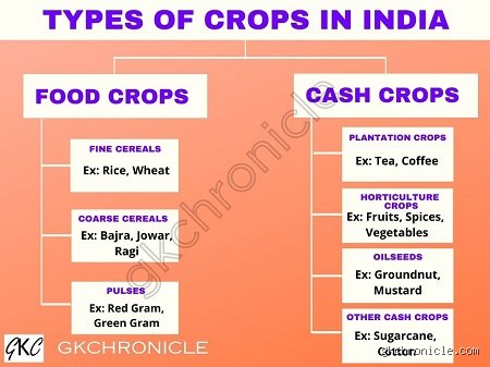 Beyond the Monsoons and Midnight Oil: What Are the Two Groups of Crops in India and Why Do They Dictate the Nation's Diet?