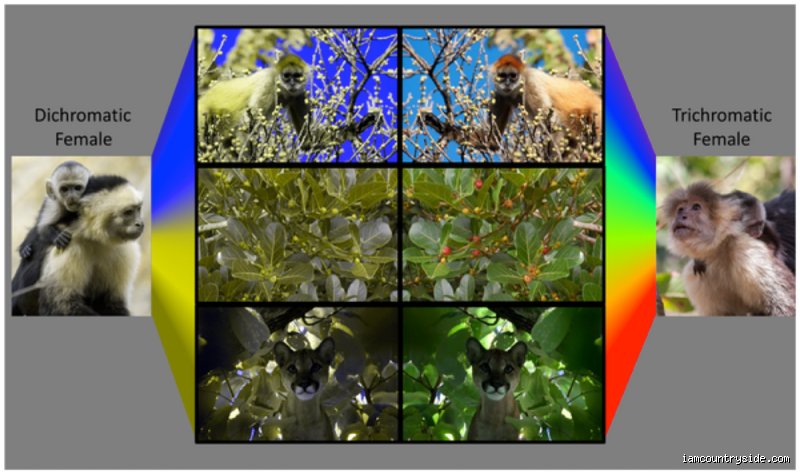 What Color Can Goats Not See? The Surprising Truth About Caprine Vision and Farm Yard Reality