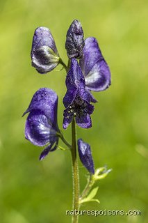 The Deadly Reign of Aconitum: What Flower is the Queen of All Poisons and Why It Holds the Crown