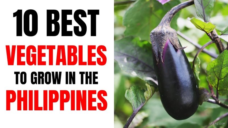 What Grows Best in the Philippines? The Ultimate Guide to Archipelago Agriculture