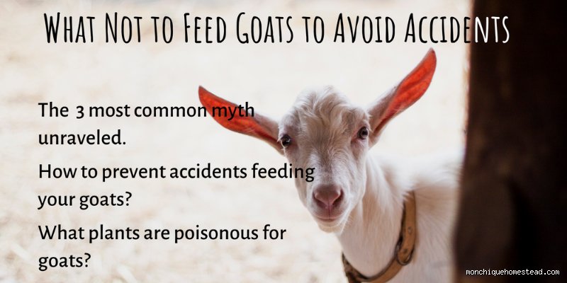 What Not to Do Around Goats: The Ultimate Field Guide to Caprine Psychology and Barnyard Safety