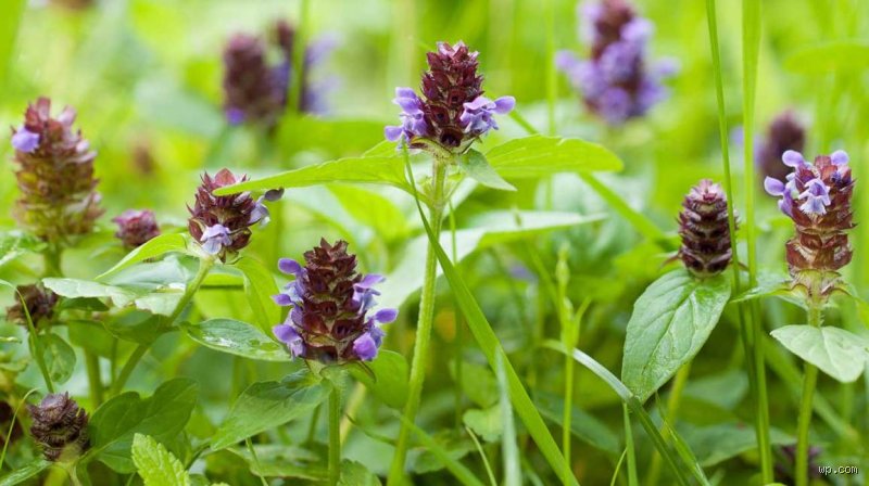 The Elusive Panacea: What Plant Heals Everything and Why Science is Skeptical