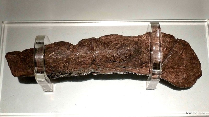 The Astonishing Archeology of Scat: What is the Biggest Poo on Record Ever Discovered?