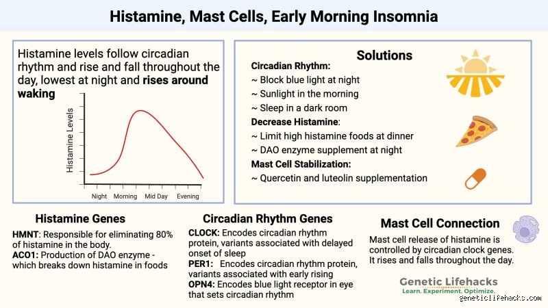 Understanding histamine dumps and their biological timeline