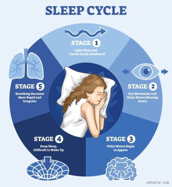 Is your immune system stronger when asleep?