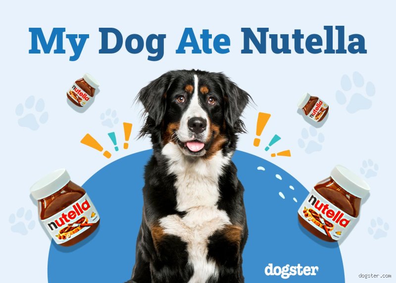 Can I Name My Dog Nutella? The Hidden Legal and Health Risks of Sweet Puppy Names