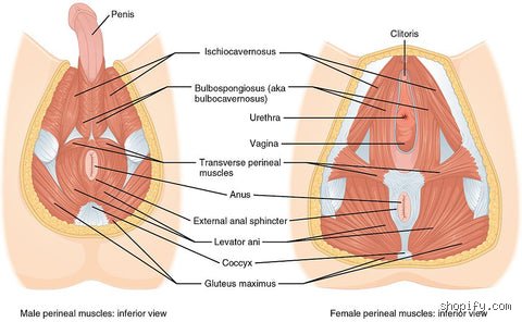 The Anatomy of Intimacy: Can the Average Man Hit the Cervix During Intercourse?