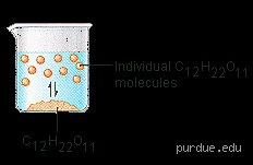 How does sugar dissolve in water?