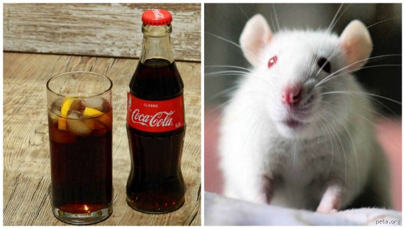 Is Coca-Cola Cruelty Free? The Multi-Billion Dollar Reality Behind Your Favorite Fizzy Drink
