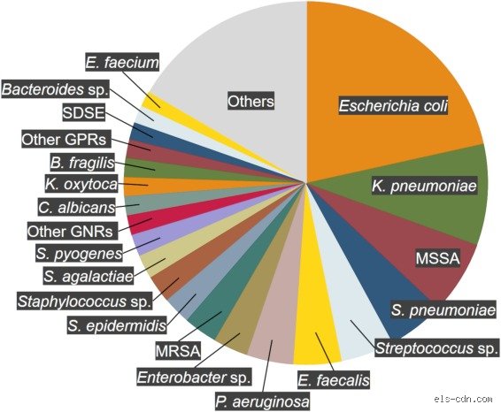 The Hidden Microscopic Killers: What Bacteria Cause Sepsis When the Immune System Weaponizes Itself?