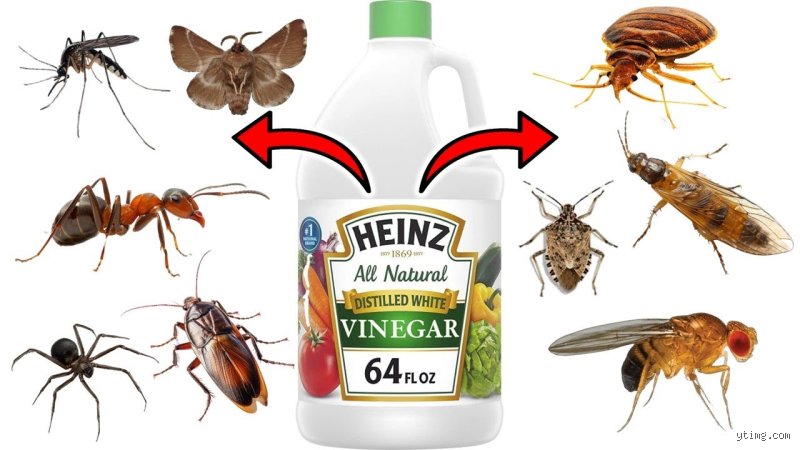 What bugs does white vinegar keep away?