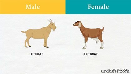 What Does a Male Goat Mean? Deciphering the Heavy Symbolism, Livestock Realities, and Surprising History Behind the Buck