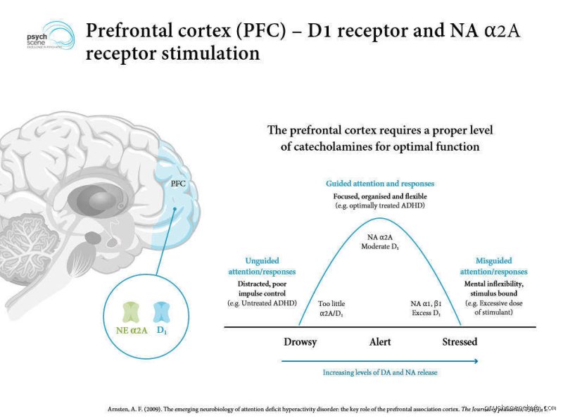 Demystifying The Dopamine Theory Of ADHD: What Science Actually Knows About Brain Chemistry