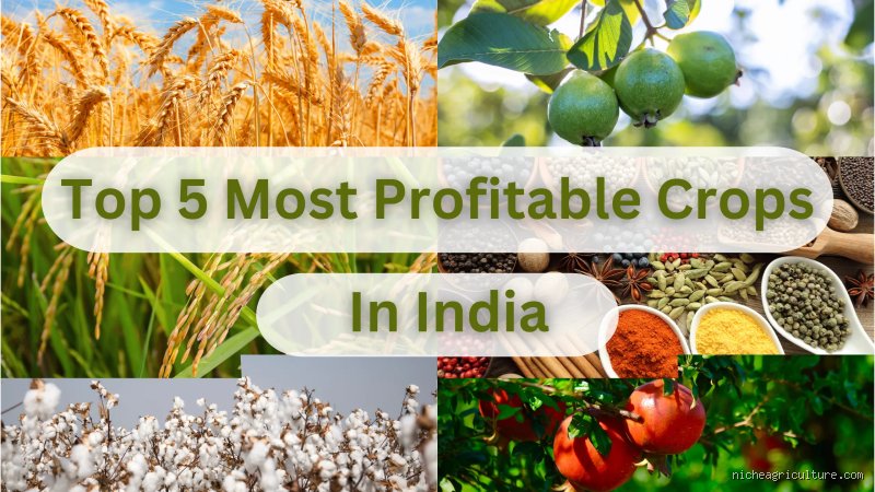 The Real Cash Kings of Indian Agriculture: What is the Richest Crop in India Today?