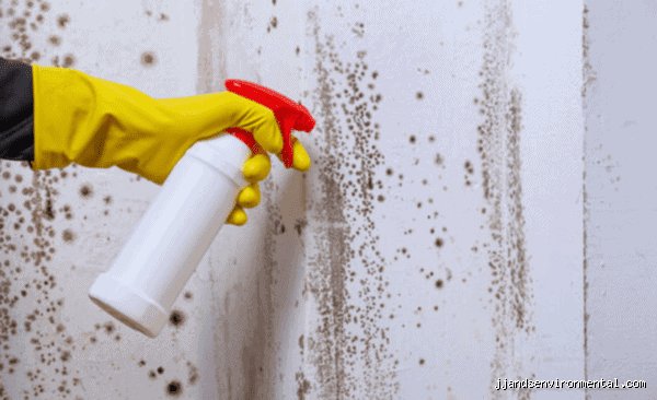 The Toxic Myth of Total Eradication: What Kills 100% of Mold in Real-World Conditions?