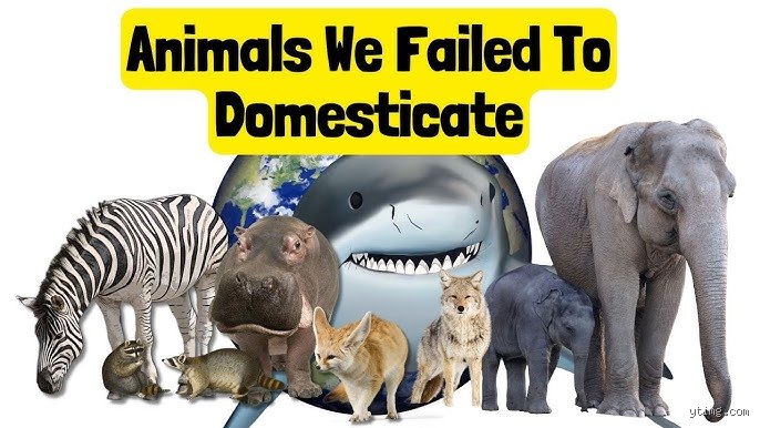 The Great Myth of Domestication: Why Certain Wildlife and Every Single Zebra Cannot Be Tamed