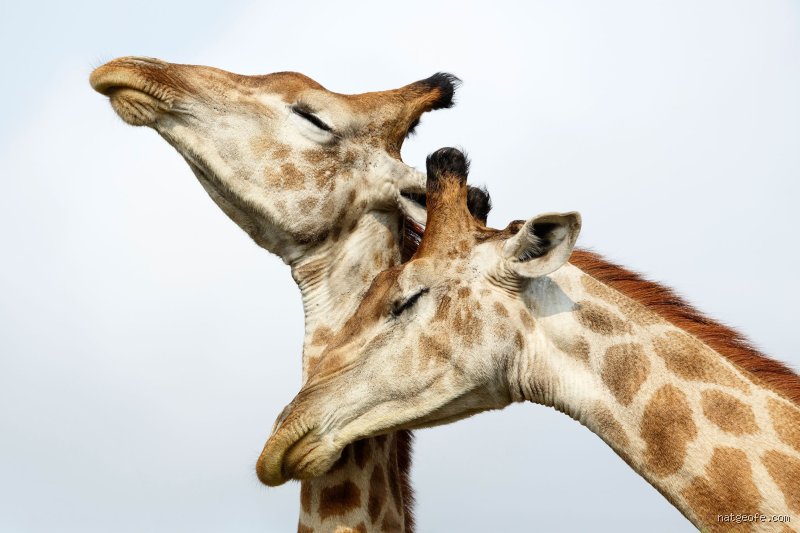 What Animal Is Very Flirty? The Shocking Truth Behind Nature’s Ultimate Masters of Seduction