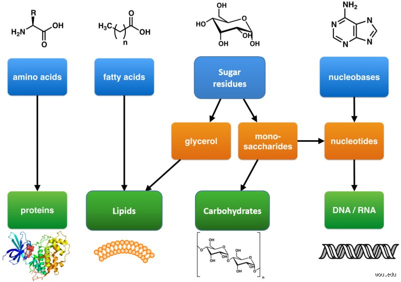 The Big Four: Unmasking the Main Polymers That Quietly Shape and Define Our Modern World