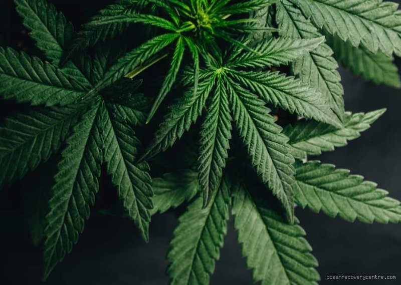 Beyond the Street Slang: Which Drug Is Called Mary and Why It Matters Today