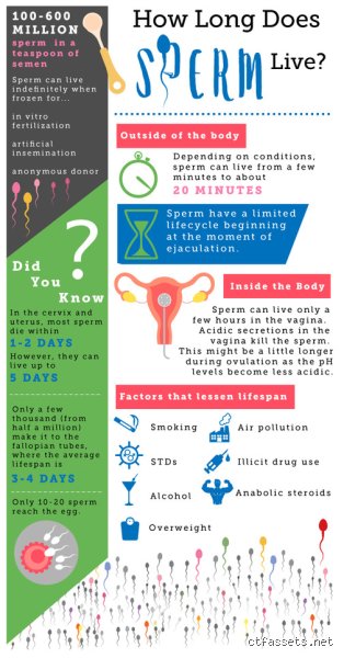 The Great Conception Race: Which Sperm Dies Fast and Why the Y-Chromosome Myth is Completely Broken