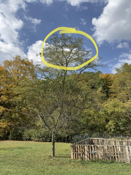Can Trees Block the Starlink Dish? The Unfiltered Truth About Satellite Line-of-Sight Obstructions