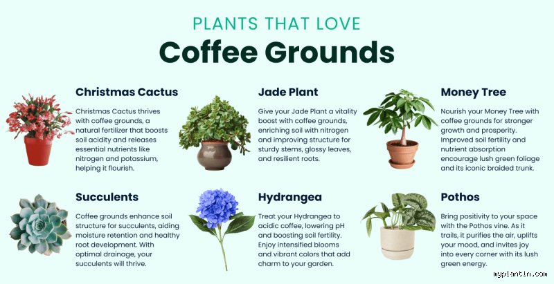 Do coffee grounds help flowers grow? An Expert investigation (Part 1)