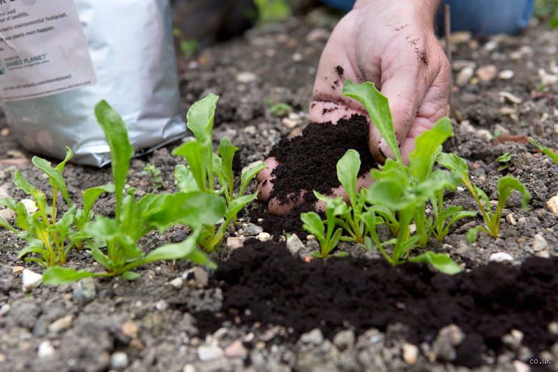 The Great Coffee Ground Conundrum: Miracle Plant Food or Garden Myth?
