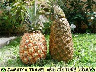 What Do Jamaicans Call Pineapple? Unearthing the Rich Linguistic Roots of the Island’s Favorite Prickly Fruit