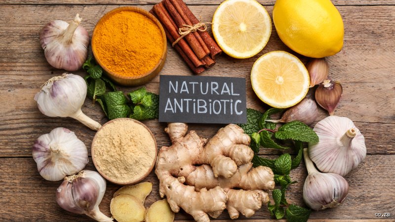 The Quest for the Strongest Homemade Antibiotic: Natural Antimicrobials vs. Modern Medicine