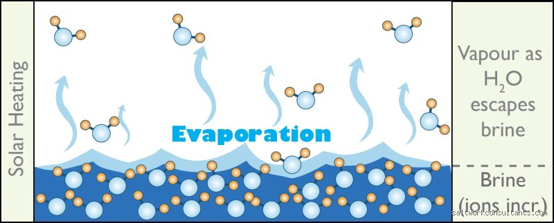 Does Salt Make Water Evaporate Slower? An In-Depth Thermodynamic and Molecular Investigation (Part I)