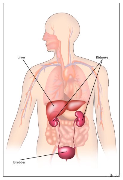 Where Do Harmful Compounds Actually Accumulate? What Part of the Body Has the Most Toxins?