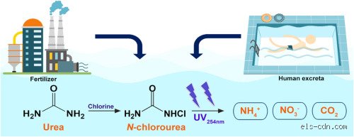 The Unseen Chemistry of Pools: Does Chlorine React with Urea and What Are the Hidden Risks?