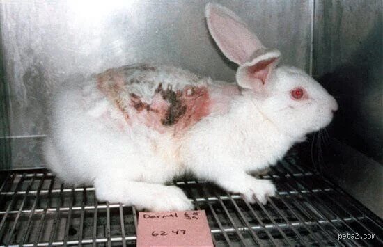 Unmasking the Truth: Does MAC Test on Animals in the Modern Beauty Landscape?