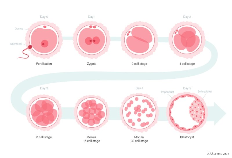 Is 1 Day Old Sperm Fertile? The Surprising Timeline of Male Reproductive Cells Outside and Inside the Body