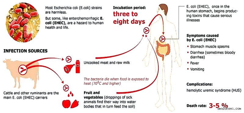 Is E. coli Food Poisoning? Unpacking the Truth Behind the Ultimate Kitchen Nightmare