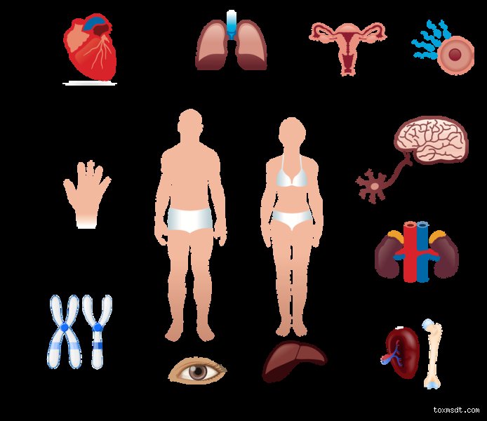 Unveiling the Long Term Effects of Toxicity on Human Organs and Cellular Survival