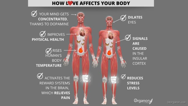 The Neurochemical Storm: What Happens to a Man’s Body When He Falls in Love?