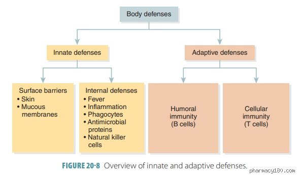 Seconds Count in the Immune Trench: Which Defenses Act Most Rapidly When Pathogens Strike?