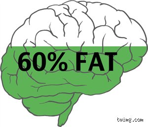 Think Your Brain Is Just a Neural Computer? Meet the Organ That Is 60% Fat
